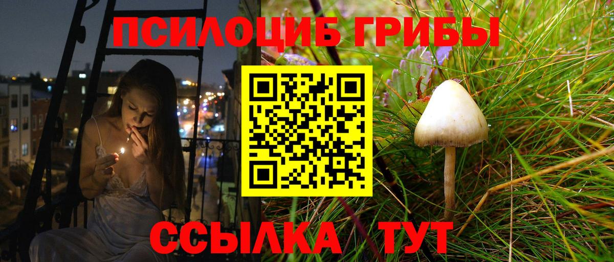 Псилоцибиновые грибы мицелий  Псилоцибиновые грибы Psilocybe  Бердск  Вход с VPN 